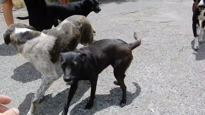 Taking Care Of Stray Dogs