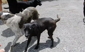 Taking Care Of Stray Dogs