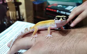 The Fabulous Life Of Gery The Gecko