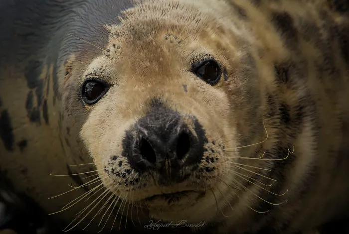 Seal Portrait