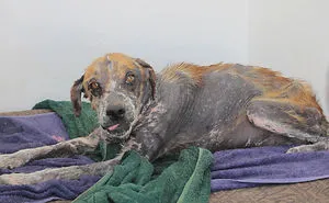 The Most Amazing Dog Transformation
