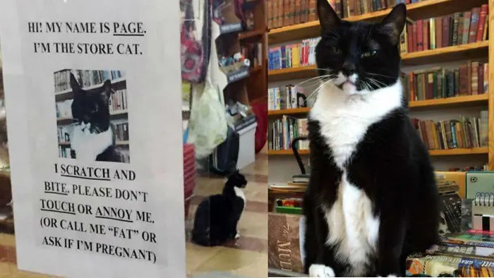 This Local Book Store Has A Cat With Some Serious Cattitude!