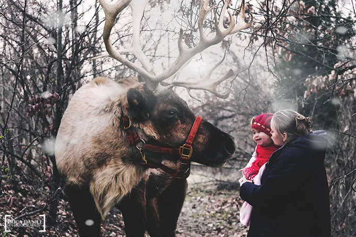 Reindeer Return To The Panhandle