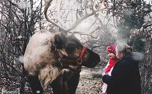 Reindeer Return To The Panhandle