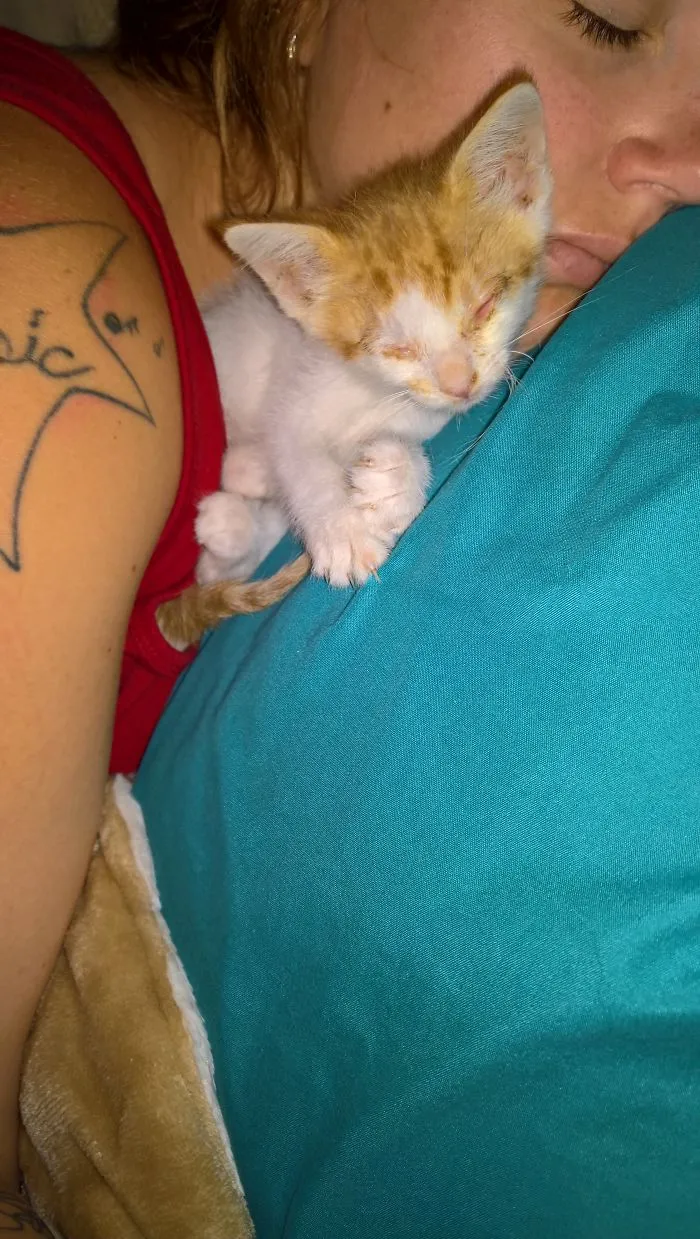 I Have A Wanted A Cat For A Long Time But Couldn't Have One Where I Lived. Once I Moved In Wirh My Boyfriend, He Surprised Me With This Little Cutie And Made The Luckiest Girl Ever To Have Both My Kitty And My Boyfriend!