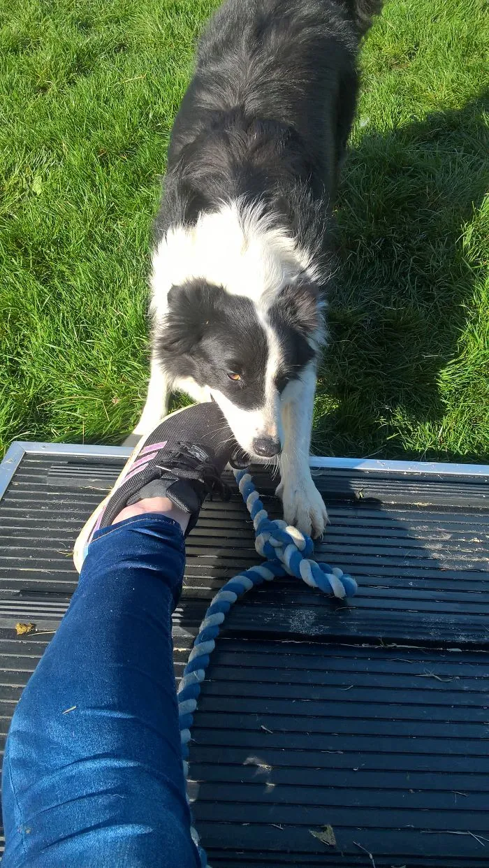 He Will Chew My Feet Till I Play With Him.....