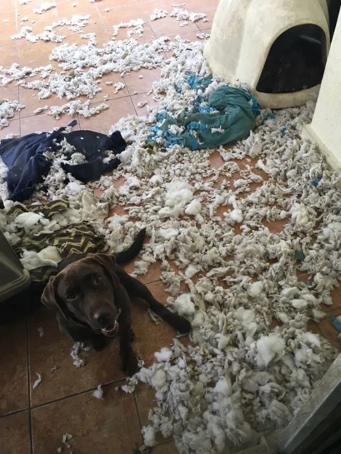 This Is Why We Can´t Have Nice Things... I'm Pretty Sure It Wasn't Her, The Culprit Is Hidden Somewhere... 3 Beds 1 Night, And Frida Is Kinda Proud Of Her Brother's Work.