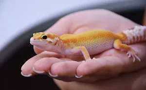 The Cutest Yawning (Or Laughing) Gery The Gecko