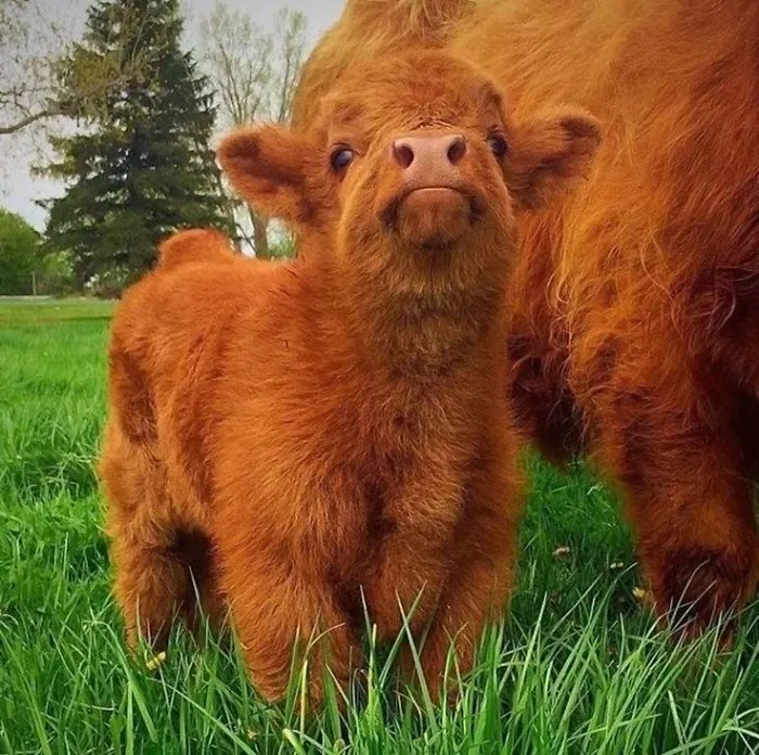 Si alguna vez estás triste, estos terneros de la raza Highland seguro que te hacen sonreír