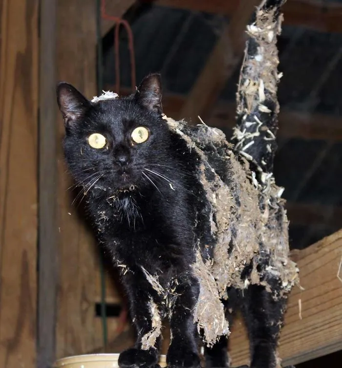 Stay Out Of What Cobwebs?
