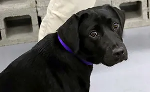 Lulu Gets Fired From CIA Because She Would Rather Play Than Sniff Bombs