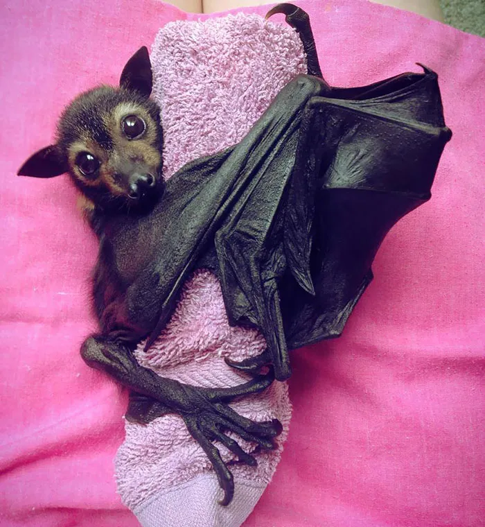 Cute Bat