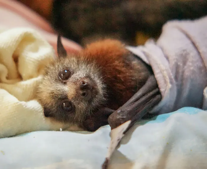 Baby Bat In Blanket