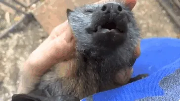 Adorable Bat Enjoying Scratches