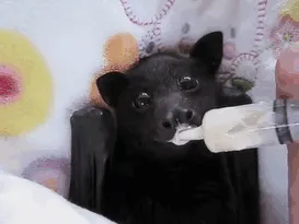 Adorable Bat
