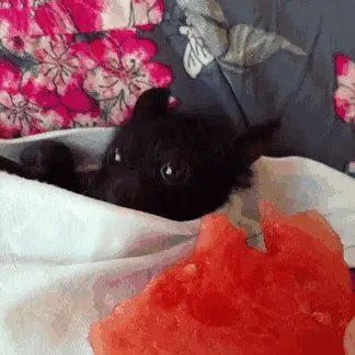 Bat Snackies