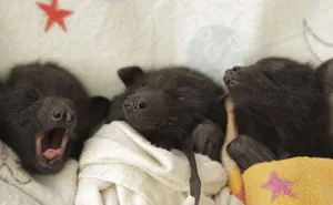 If You Think Bats Are Terrifying These 57 Pics Will Change Your Mind