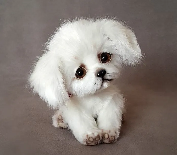 Amazing Warming Tenderness: 20 Furry Puppies, Kittens And Foxcubs Straight From Siberia