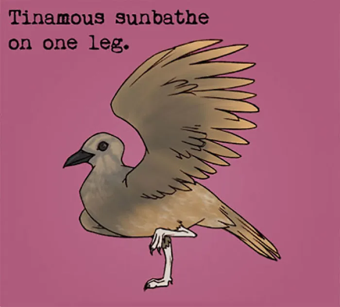 Illustration of a Tinamous bird sunbathing on one leg, showcasing weird animal facts for unique animal behavior insights.