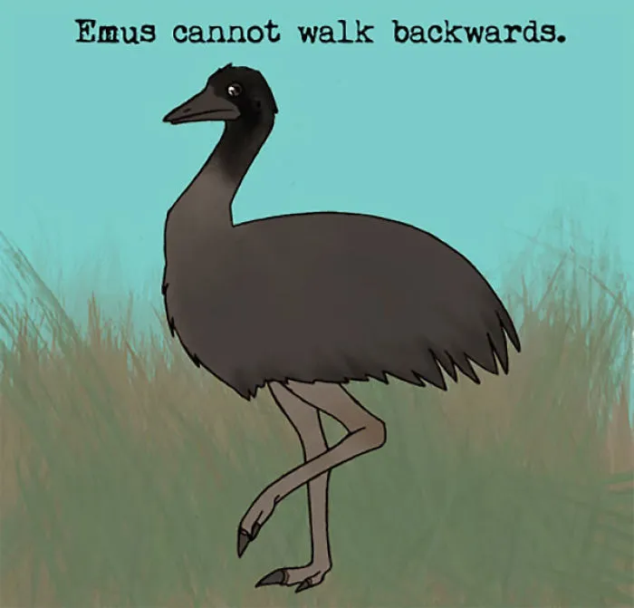 Emu Facts