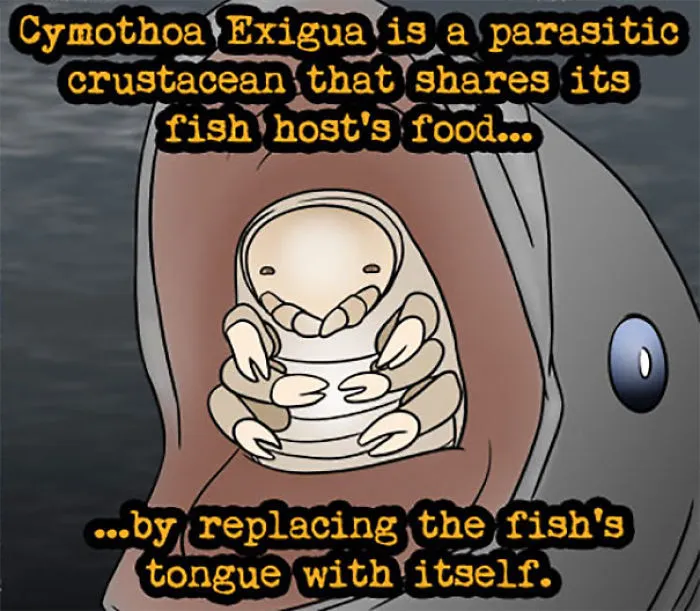 Illustration of Cymothoa Exigua, a parasitic crustacean that replaces a fish's tongue in weird animal facts.