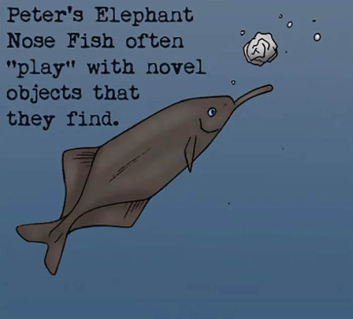 Illustration of Peter's Elephant Nose Fish playing with objects, highlighting weird animal facts and unusual fish behavior.