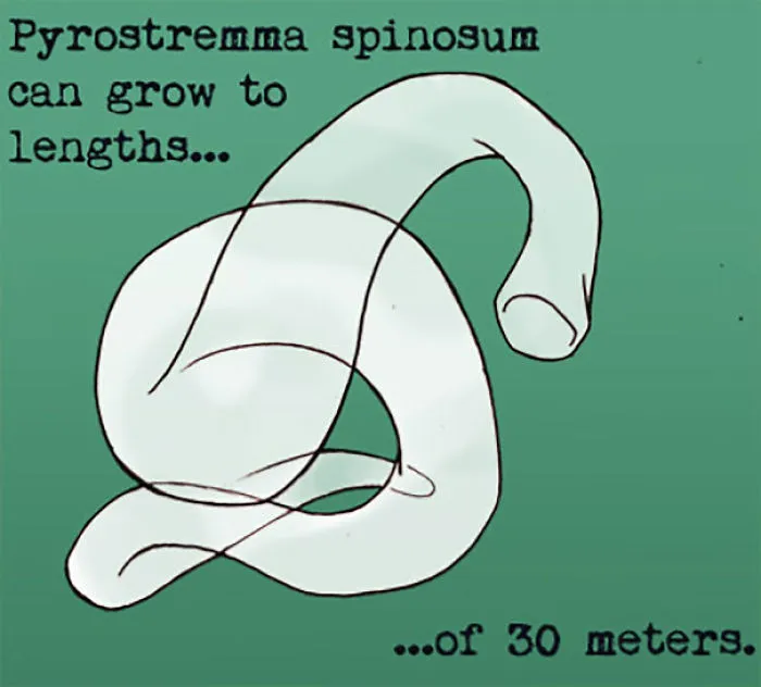 Illustration of Pyrostremma spinosum with text describing a weird animal fact about its length in animal facts.