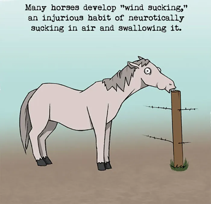 Horse displaying the weird animal fact of wind sucking, a harmful habit of neurotically inhaling air and swallowing it.