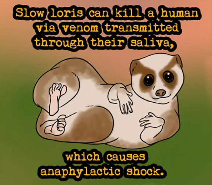 Slow Loris Facts