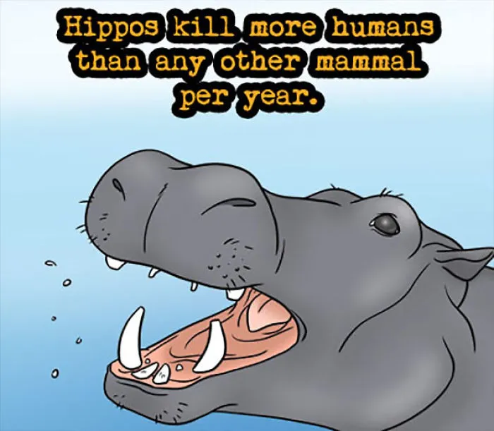 Hippo Facts