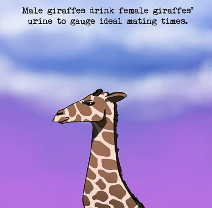 Giraffe Facts