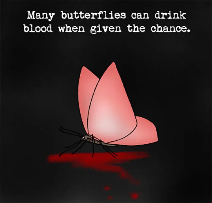 Vampire Butterflies