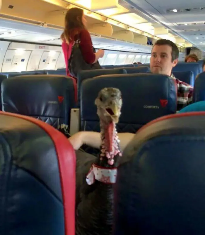 Mi Vecino Es Azafato De Vuelo. Acaba De Subir Esta Foto De La "Mascota Terapéutica" De Alguien En Su Vuelo