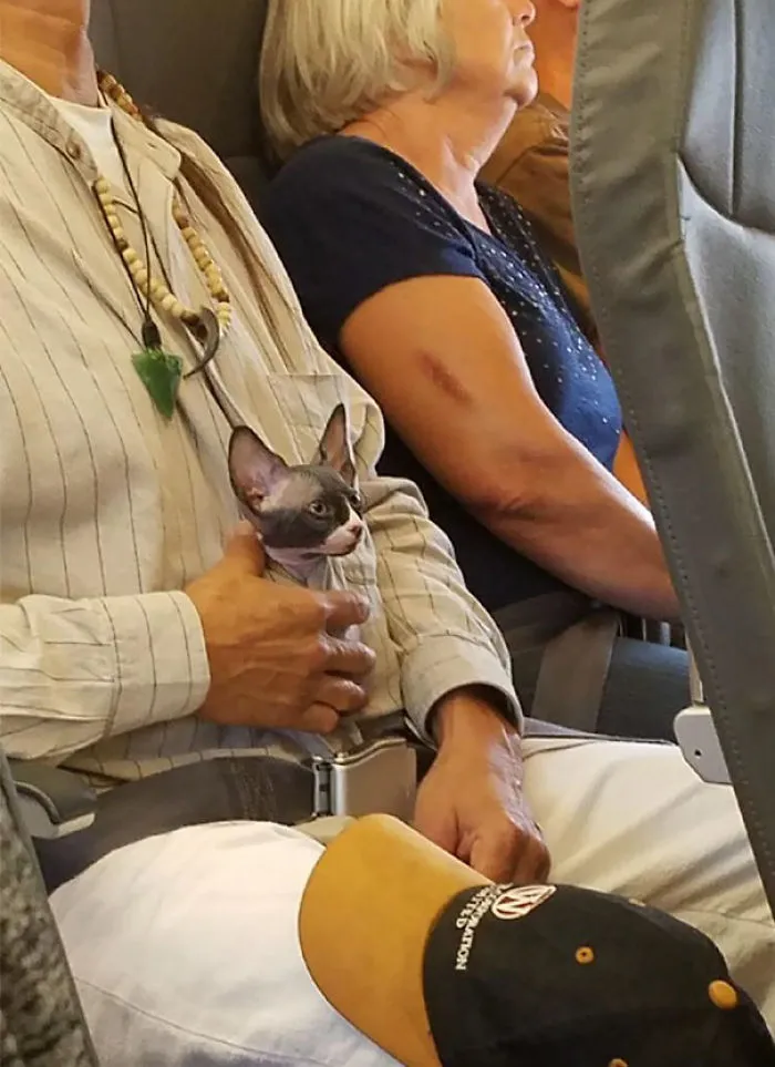 En Mi Avión Hay Un Gato Y Es Adorable
