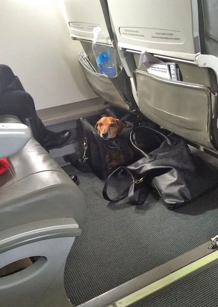 Abrí Una Bolsa De Cecina En El Avión. Este Colega Levantó La Cabeza Y Me Sorprendió