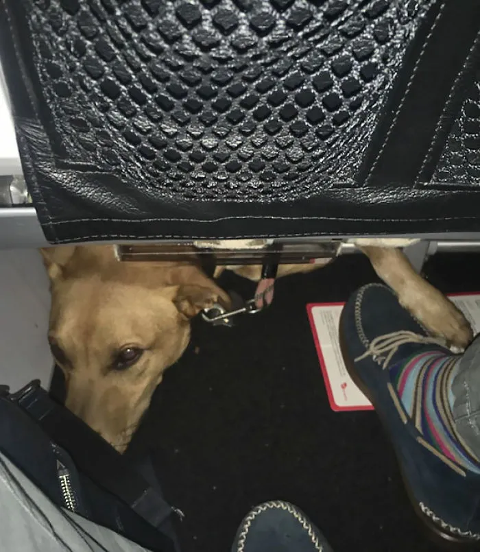El Pasajero Delante De Mi En El Avión No Dejaba De Hacer Piecitos. Por Fin Miro Abajo