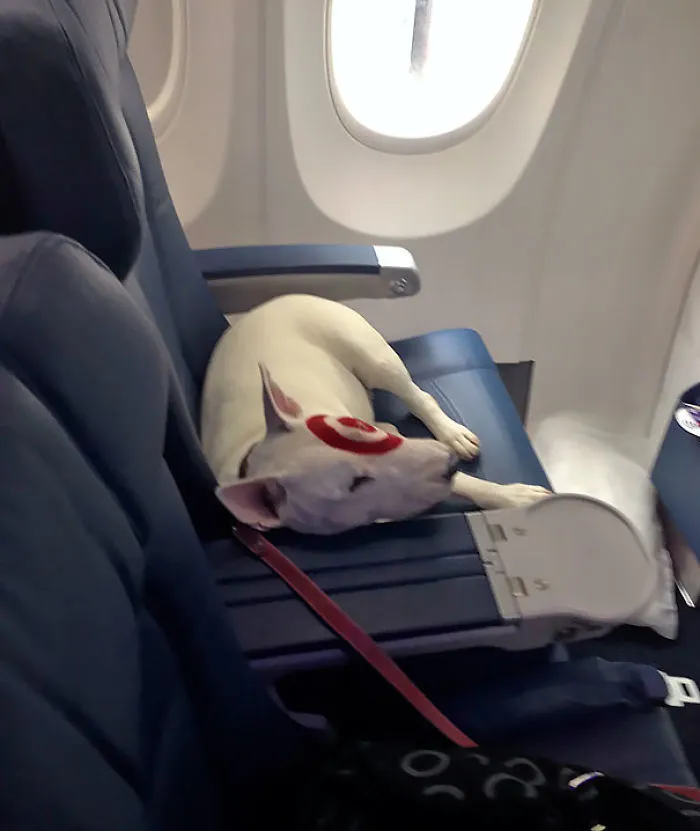 Me Senté Al Lado De Alguien Famoso En El Avión