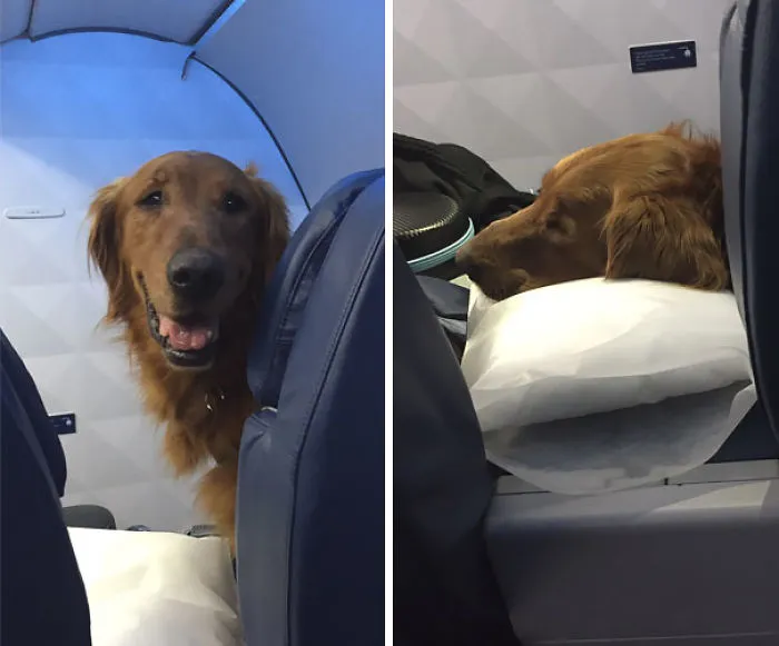 Duke, El Perro De Las Alubias Bush, Siembre Vuela En Primera Clase