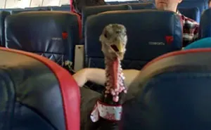 114 Flights That Had The Best Passengers