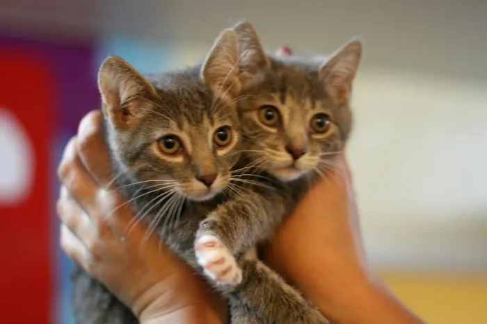 Homeless Animals Are Searching For New Owners Using Dating Application “tinder”