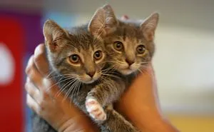 Homeless Animals Are Searching For New Owners Using Dating Application “tinder”