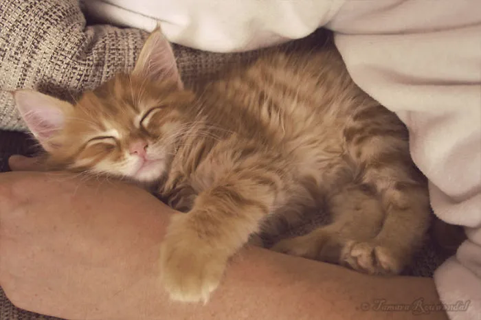 When I Was Just A Kitten - Bink
