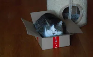 People Are Sharing Pics of Their Pets Being Jerks, And It Will Make You Laugh Out Loud (Add Yours!)