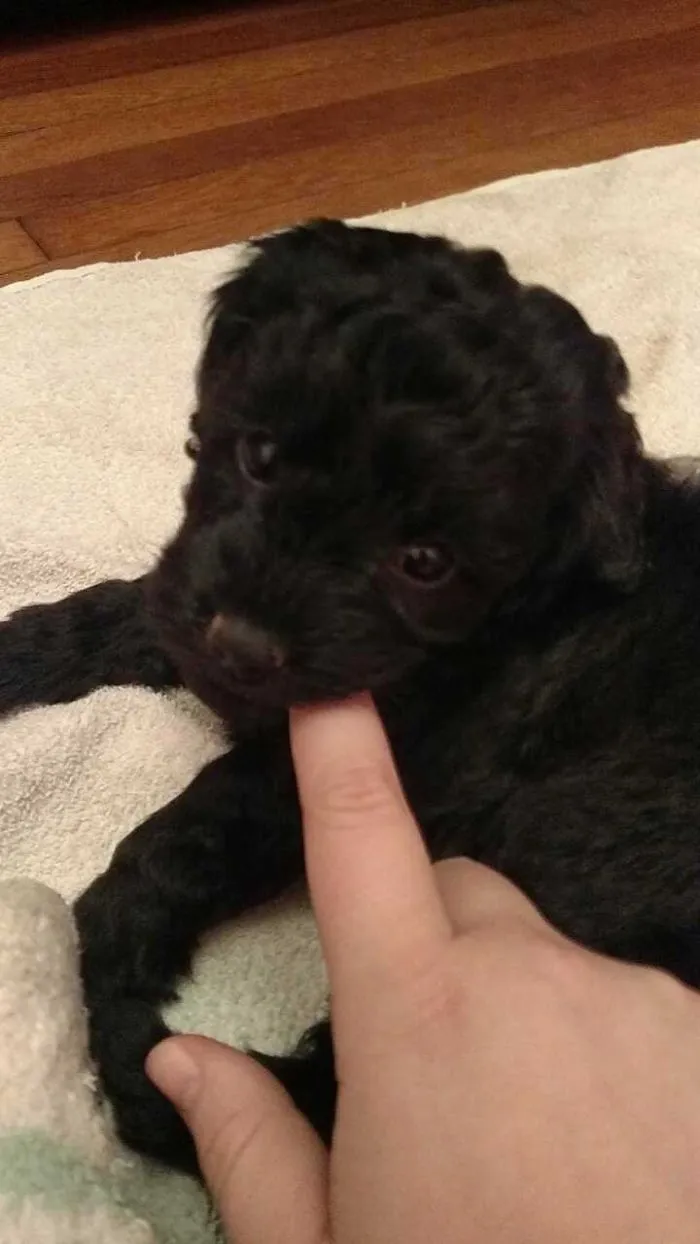 Eight Week Old Boba's First Night At Home. She Is Now Nine Months And My Best Friend.