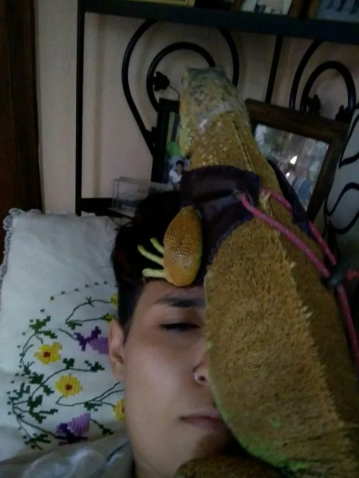 My Iguana Doesn't Know The Concept Of "Personal Space"