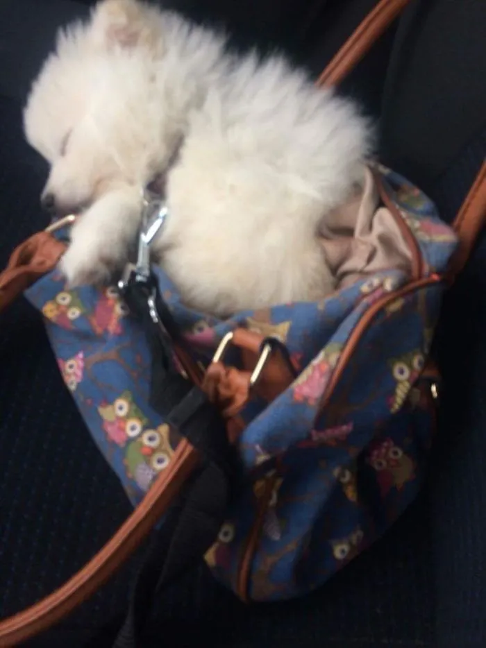 Bentley The Spitz On His First Way Home