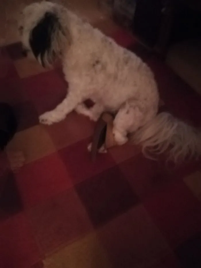 My Dog Stole My Moms Shoe An