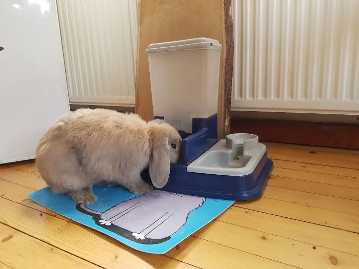 Eating The Cat's Food