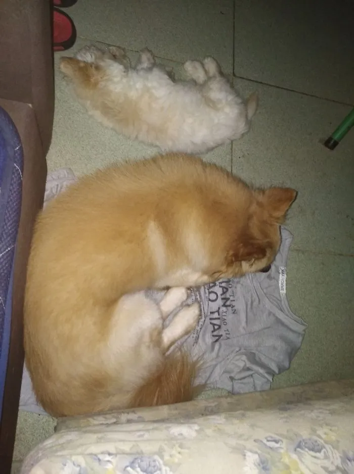 My Two  Fur Babies