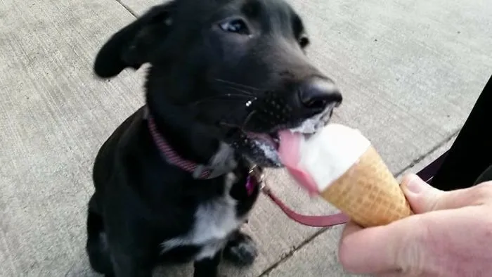 Nom Nom Nom!